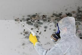 Paducah, KY Mold Remediation Company